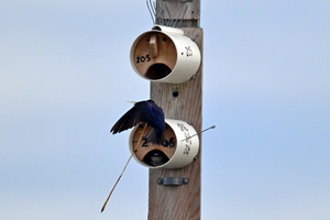Purple Martin